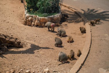 Hayvanat bahçesi yaban hayatı Fasano apulia safari Hayvanat Bahçesi İtalya'da maymun