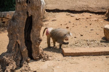 Hayvanat bahçesi yaban hayatı Fasano apulia safari Hayvanat Bahçesi İtalya'da maymun