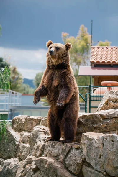 Medvěd grizzly v zoo divocinu v Fasano Apulie safari Itálie — Stock fotografie
