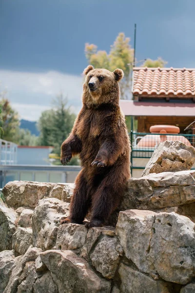 Medvěd grizzly v zoo divocinu v Fasano Apulie safari Itálie — Stock fotografie