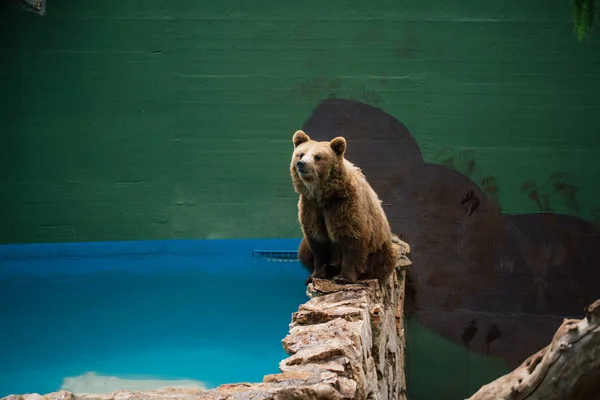 Medvěd grizzly v zoo divocinu v Fasano Apulie safari Itálie — Stock fotografie