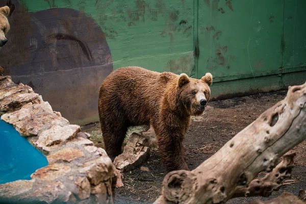 Medvěd grizzly v zoo divocinu v Fasano Apulie safari Itálie — Stock fotografie