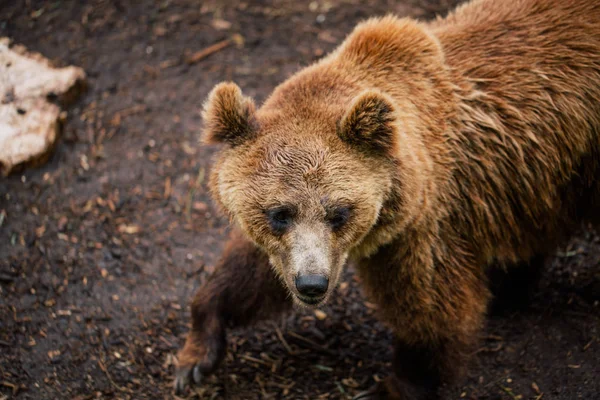 Medvěd grizzly v zoo divocinu v Fasano Apulie safari Itálie — Stock fotografie