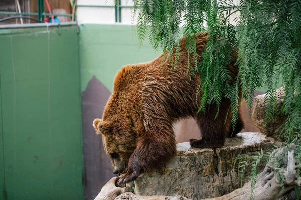 Medvěd grizzly v zoo divocinu v Fasano Apulie safari Itálie — Stock fotografie