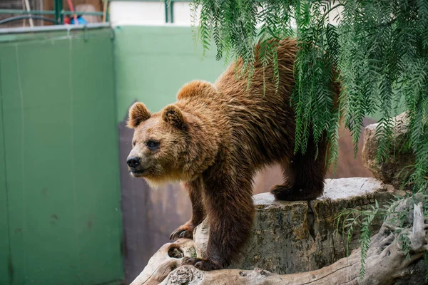 Гризли медведь в зоопарке дикой природы в Фасано апулия сафари Италии — стоковое фото