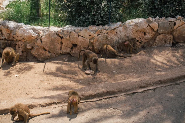 Monos en el zoológico fauna en Fasano apulia safari zoológico Italia — Foto de Stock