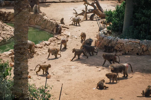 Hayvanat bahçesi yaban hayatı Fasano apulia safari Hayvanat Bahçesi İtalya'da maymun