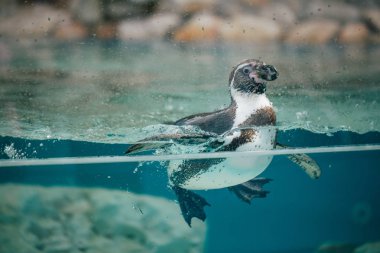 Fasano Hayvanat Bahçesi apulia İtalya havuzu Safari'de penguenler