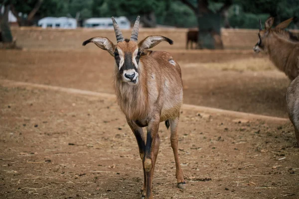 Снігова Коза в місті Fasano Апулії safari зоопарк Італії — стокове фото