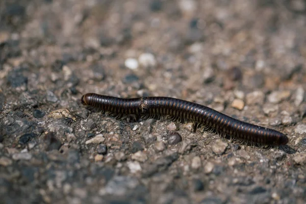 Black Centipede on the road in Italy — Stock Photo, Image