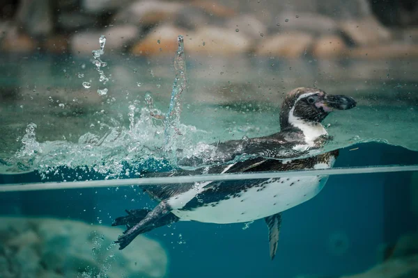 Fasano Hayvanat Bahçesi apulia İtalya havuzu Safari'de penguenler