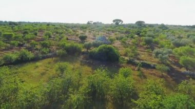 Güneşli İtalya dron 4k alan yazında zeytin ağacı