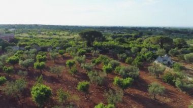 Güneşli İtalya dron 4k alan yazında zeytin ağacı