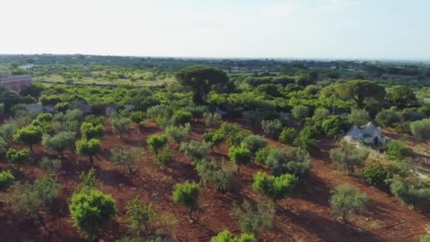 Olivo en el campo verano en la soleada Italia Drone 4k — Vídeos de Stock