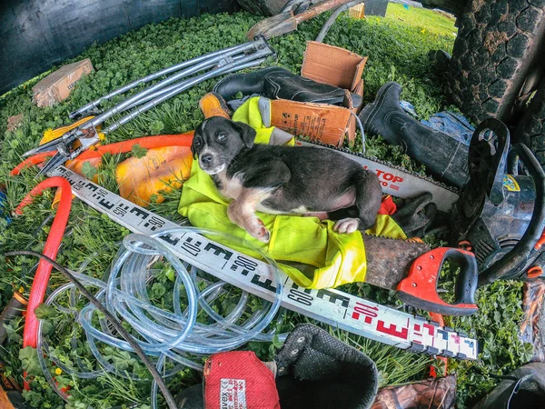 A little black puppy on the ground at a construction site Royalty Free Stock Images