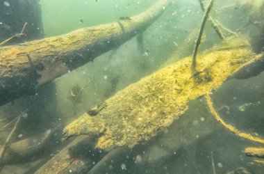 Sualtı kertenkele hayvan, sürüngen, sualtı, su, doğa, deniz, yaban hayatı,