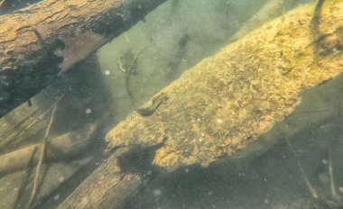 Sualtı kertenkele güzel, mavi, izole, beyaz, hayat, deniz, okyanus, portre renk yeşil tropikal vahşi doğal bariyer siyah resif Nehri