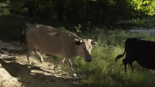 Vaca en la carretera en las montañas del Cáucaso georgiano, caminando — Vídeos de Stock