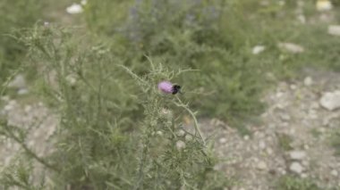 Yaz aylarında bir çiçek üzerinde siyah arı Gürcistan alan