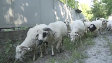Koyun Gürcistan'daki sokak boyunca yürüyüş