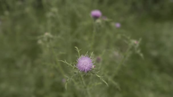 Hierba verde con flores en Georgia cerca de la montaña — Vídeo de stock