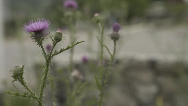 山边的乔治亚州有花的绿草 — 图库视频影像