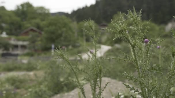 Hierba verde con flores en Georgia cerca de la montaña — Vídeos de Stock