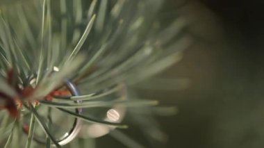 Diamon mücevher altın alyans çam veya köknar ağacı makro portre üzerinde ateş