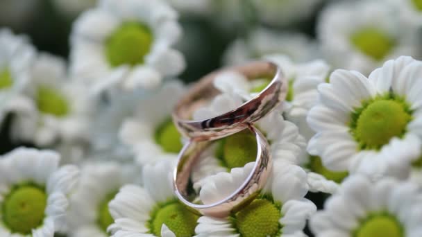 Casamento de ouro nas flores de camomila Anéis macro closeup atirar jóias de diamantes — Vídeo de Stock
