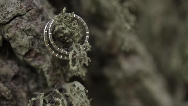 Весільні срібні кільця на корі в лісі макро крупним планом знімають діамант Ювелірні вироби — стокове відео