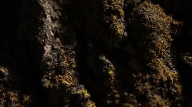 Diamon mücevher altın alyans ağaç makro portre üzerinde ateş