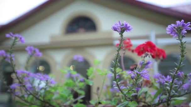 Violette bloemen op de achtergrond van het huis — Stockvideo