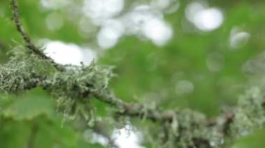 Bir yeşil ağaç üzerinde yosun