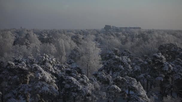 Vit snö ligger på toppen av en tall grenar och äts på en solig dag — Stockvideo