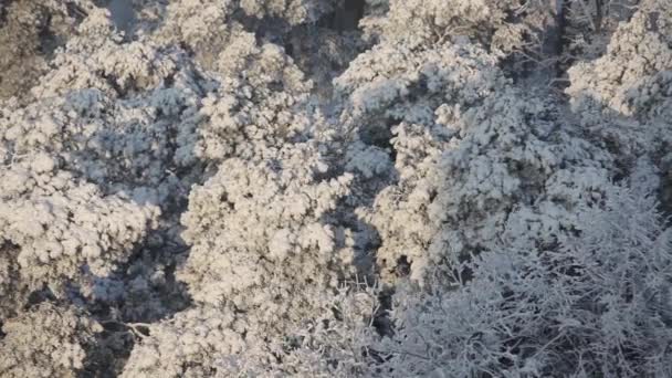 La neige blanche se trouve sur les branches du sommet d'un pin et est consommée par une journée ensoleillée — Video