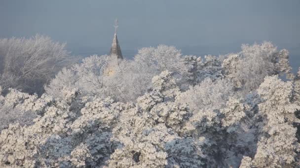 Snow Pine Tree Floresta Natureza Estação Neve Fundo Inverno Frio — Vídeo de Stock