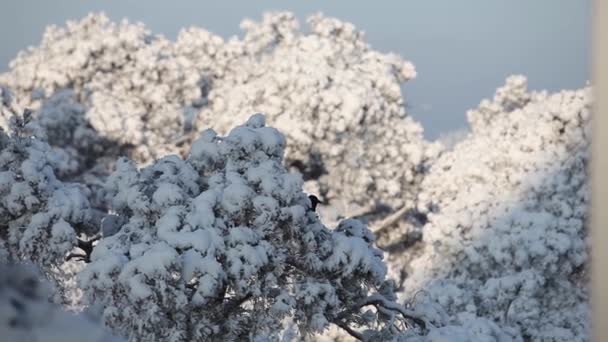 La nieve blanca yace en las ramas de las copas de un pino y se come en un día soleado. — Vídeos de Stock