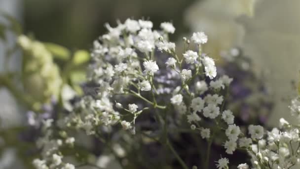 Flores silvestres blancas contra el cielo — Vídeo de stock