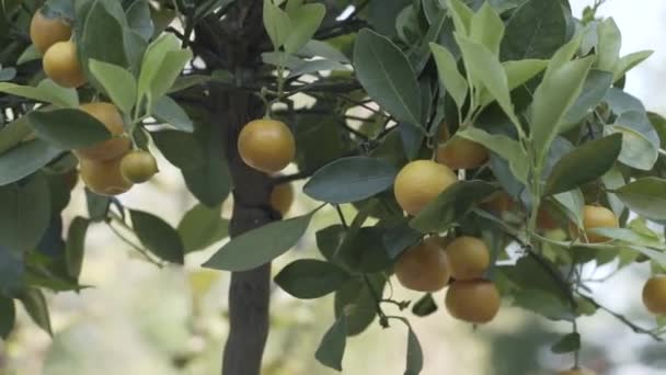 Mandarin tree citrus, orange, agriculture, food, fresh — Stock Video