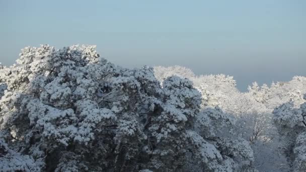 La nieve blanca yace en las ramas de las copas de un pino y se come en un día soleado. — Vídeos de Stock