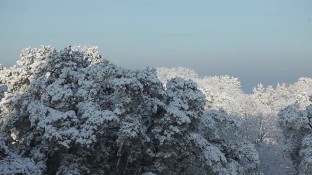Bílý sníh leží na větvích borovice vrcholky a je jíst za slunečného dne — Stock video