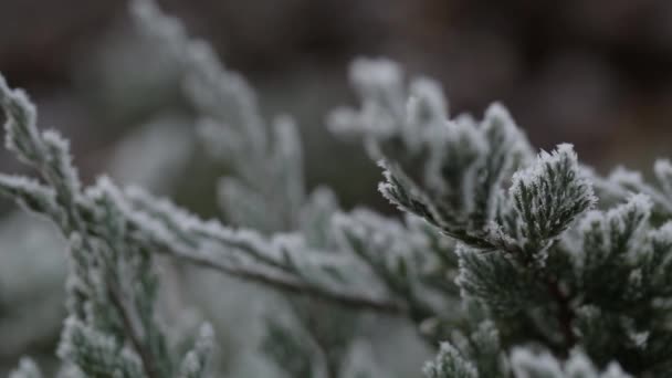 La neige blanche se trouve sur les branches du sommet d'un pin et est consommée par une journée ensoleillée — Video