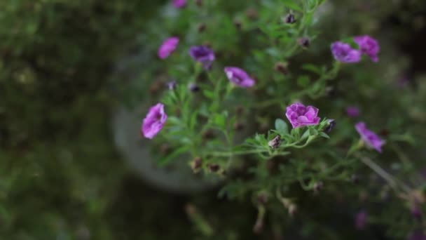 Flores violetas e folhas verdes oscilam ao vento — Vídeo de Stock