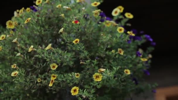 Flores amarillas y hojas verdes se balancean en el viento — Vídeos de Stock