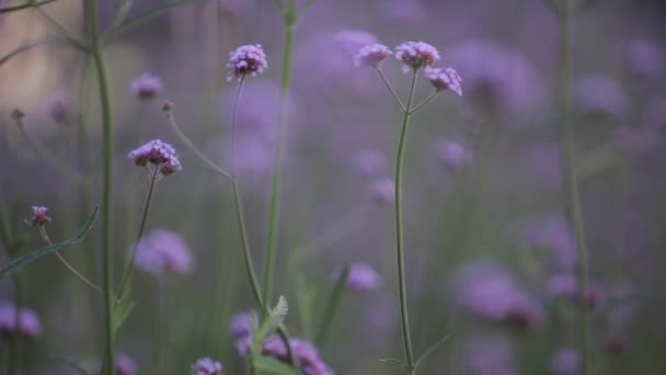 Flores violetas y hojas verdes se balancean en el viento — Vídeos de Stock