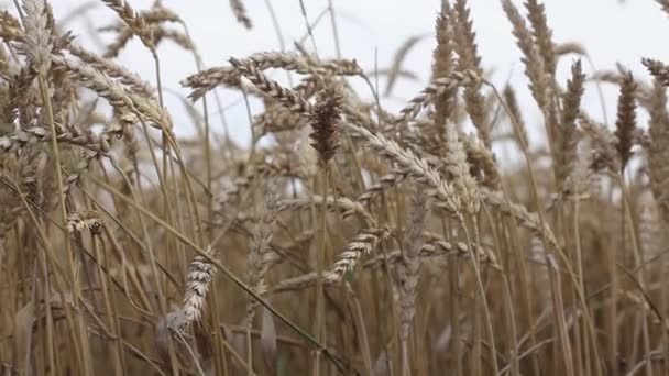 ライ麦や雑穀の耳の黄色のフィールド — ストック動画