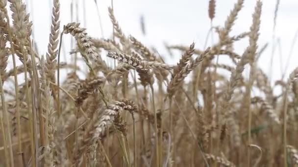 Campo con espigas amarillas de centeno y mijo — Vídeo de stock