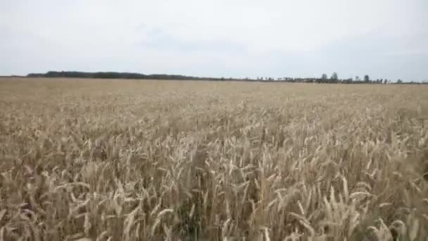 Campo con spighe gialle di segale e miglio — Video Stock