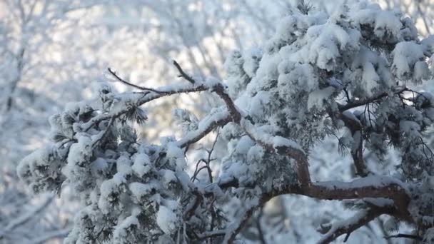 Schnee Auf Dem Kiefernwald Natur Jahreszeit Schnee Winter Hintergrund Kälte — Stockvideo