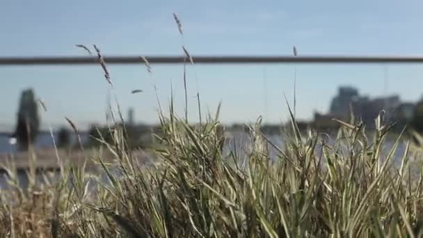 Orejas verdes y amarillas de hierba balanceándose en el viento en el campo soleado ner el río — Vídeos de Stock